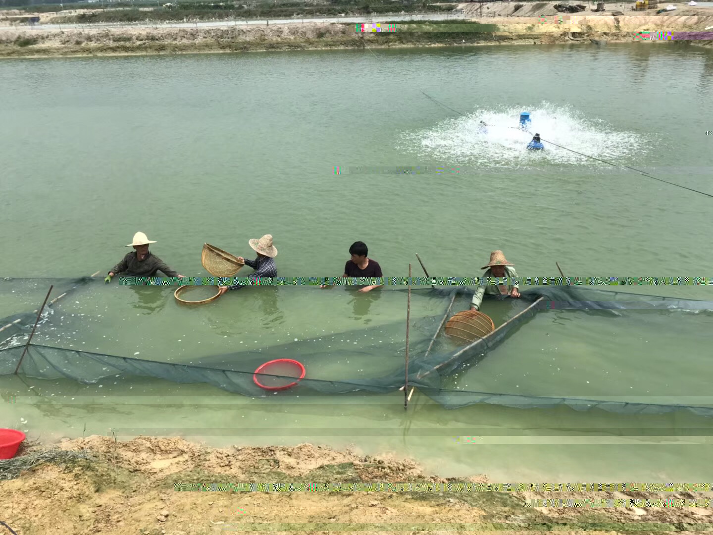 哪些中草藥能用于水産養殖